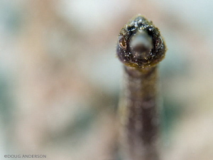 Stick Pipefish, Pulau Weh by Doug Anderson 